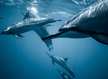 开云电子-所有共事过的球员中谁和你最有化学反应？东契奇：欧文